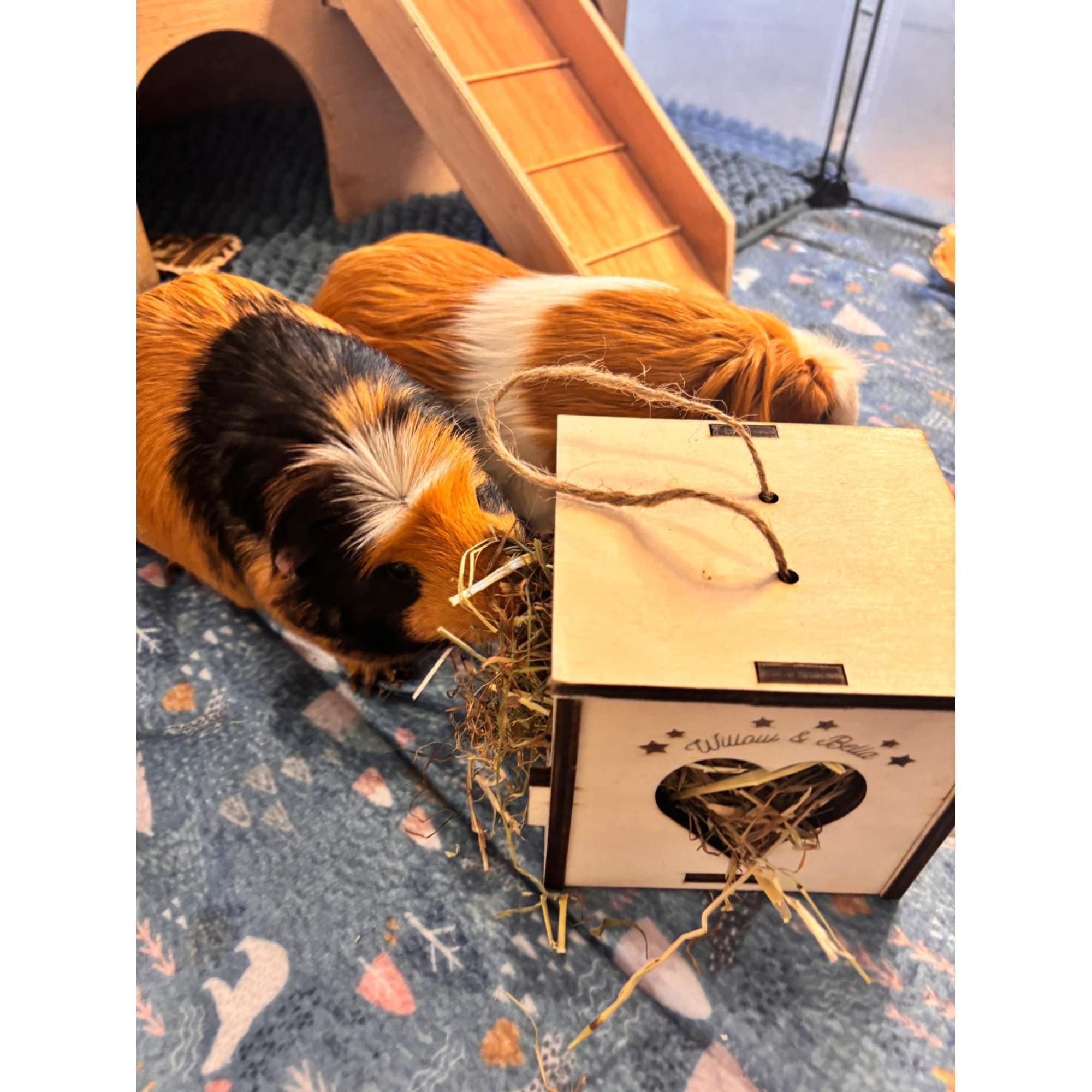 Cozy Hay Cube for Small Pets: Keep Your Guinea Pig or Hamster Happy and Healthy (READ dimensions in description before purchase)
