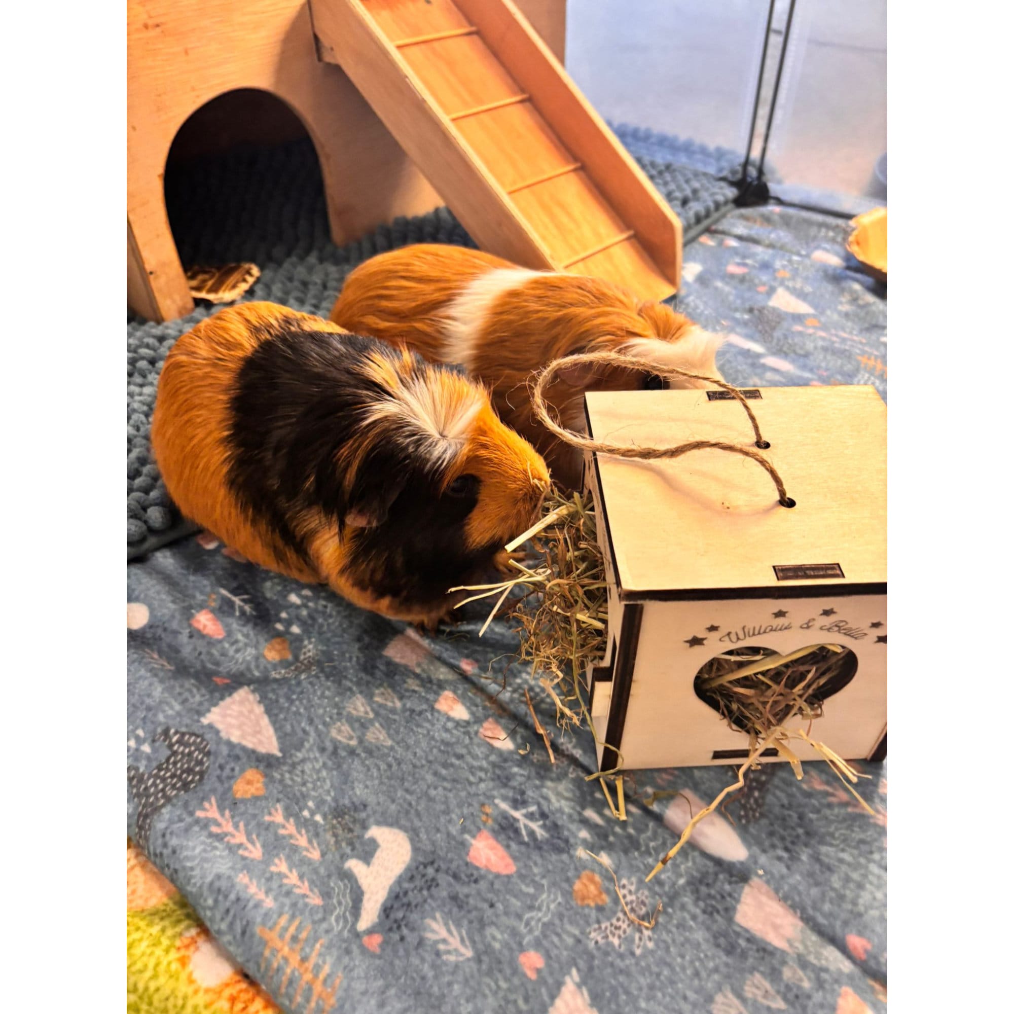Cozy Hay Cube for Small Pets: Keep Your Guinea Pig or Hamster Happy and Healthy (READ dimensions in description before purchase)