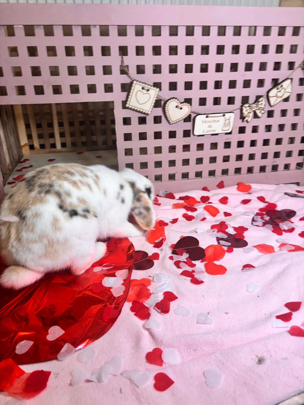 Personalised Guinea Pig and Rabbit Name sign & Cage Decoration Inspired by Valentine's Day - Formaldehyde Free Plywood | Custom