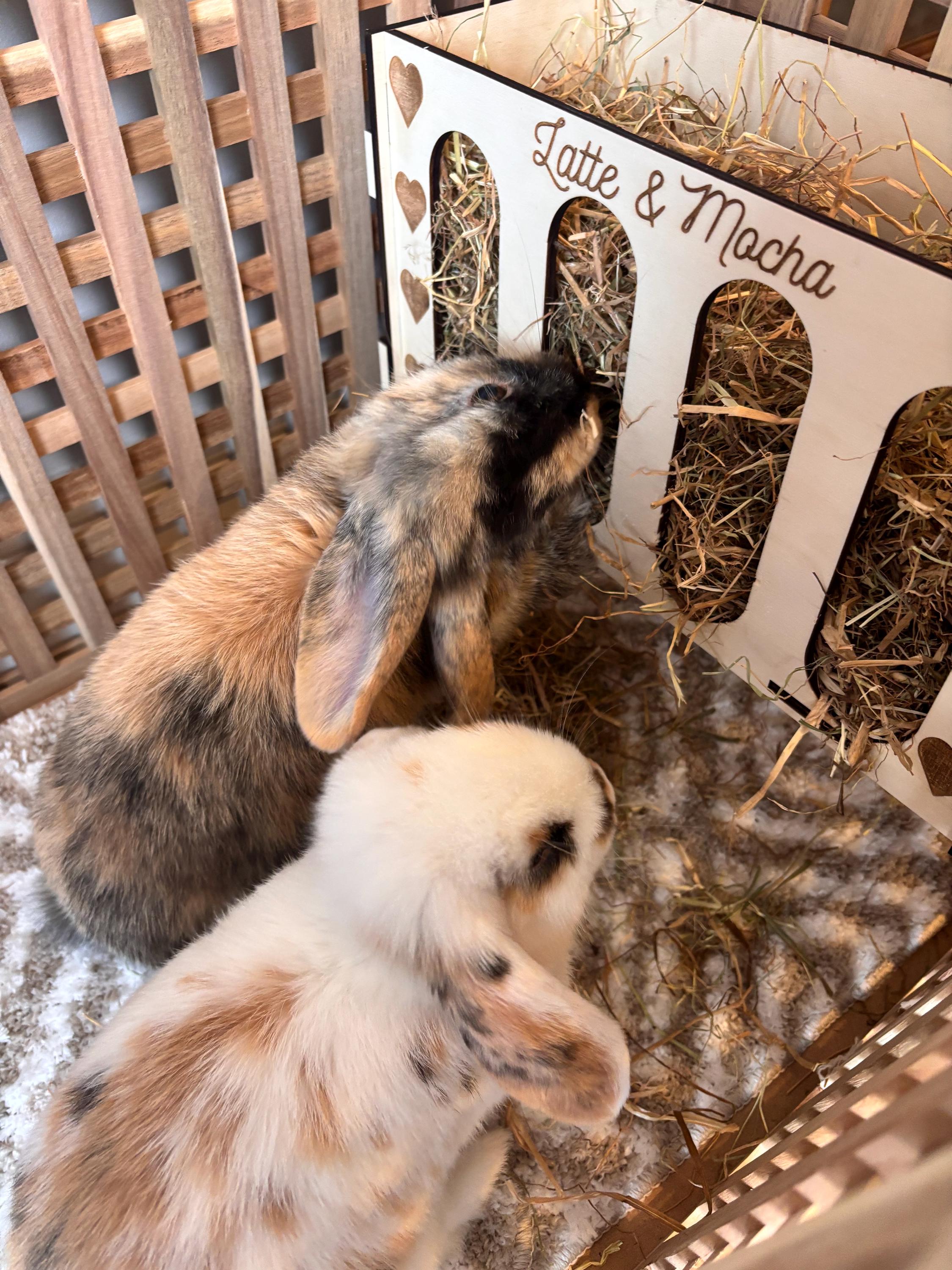 Rabbit and Guinea Pig Hay Feeder with Pets Names- Slot Together, Pet Safe Plywood