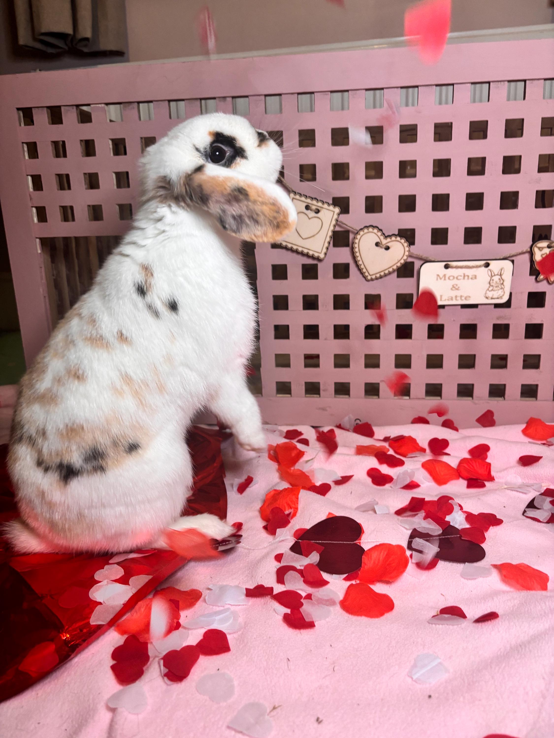Personalised Guinea Pig and Rabbit Name sign & Cage Decoration Inspired by Valentine's Day - Formaldehyde Free Plywood | Custom
