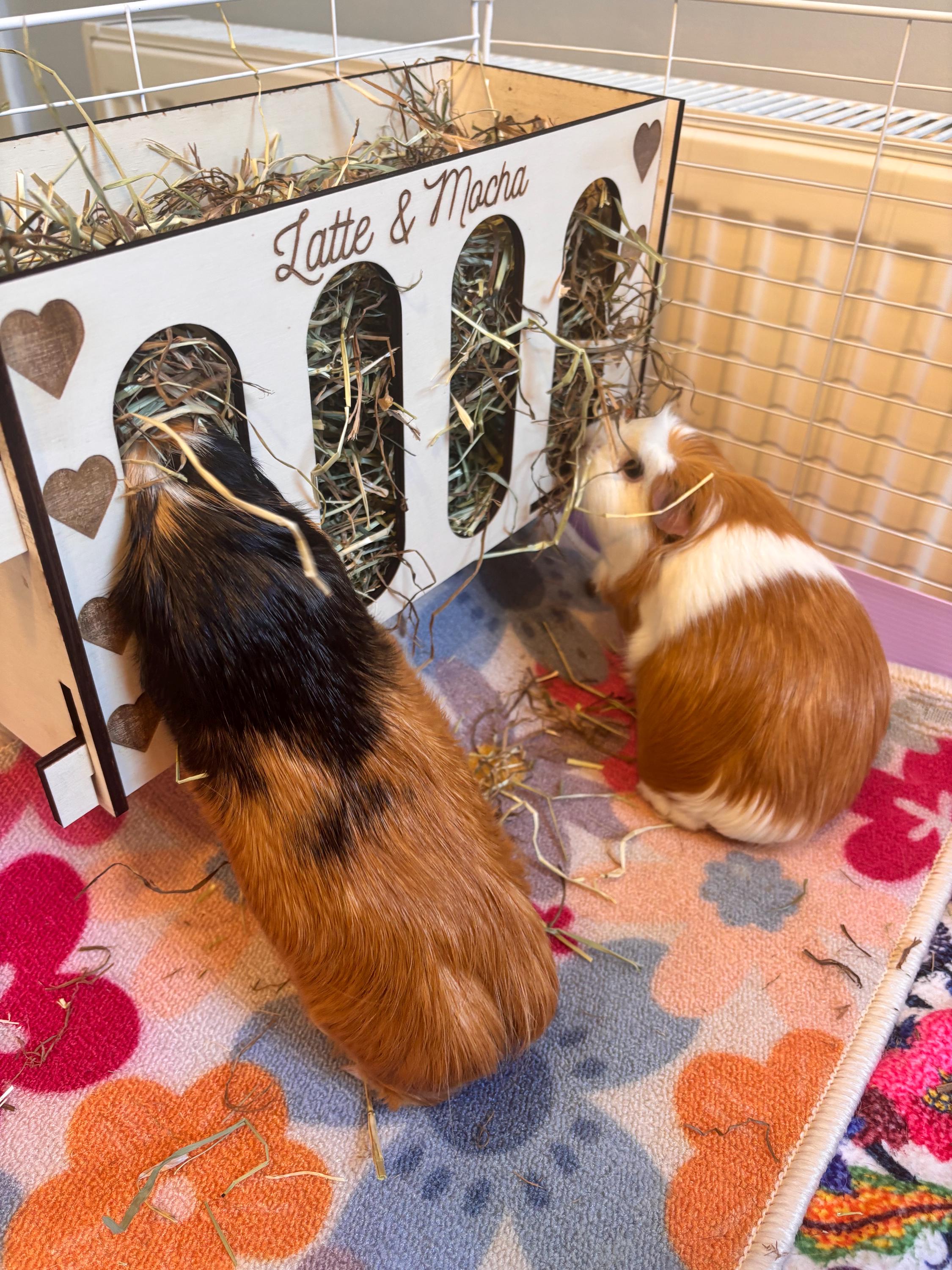 Rabbit and Guinea Pig Hay Feeder with Pets Names- Slot Together, Pet Safe Plywood