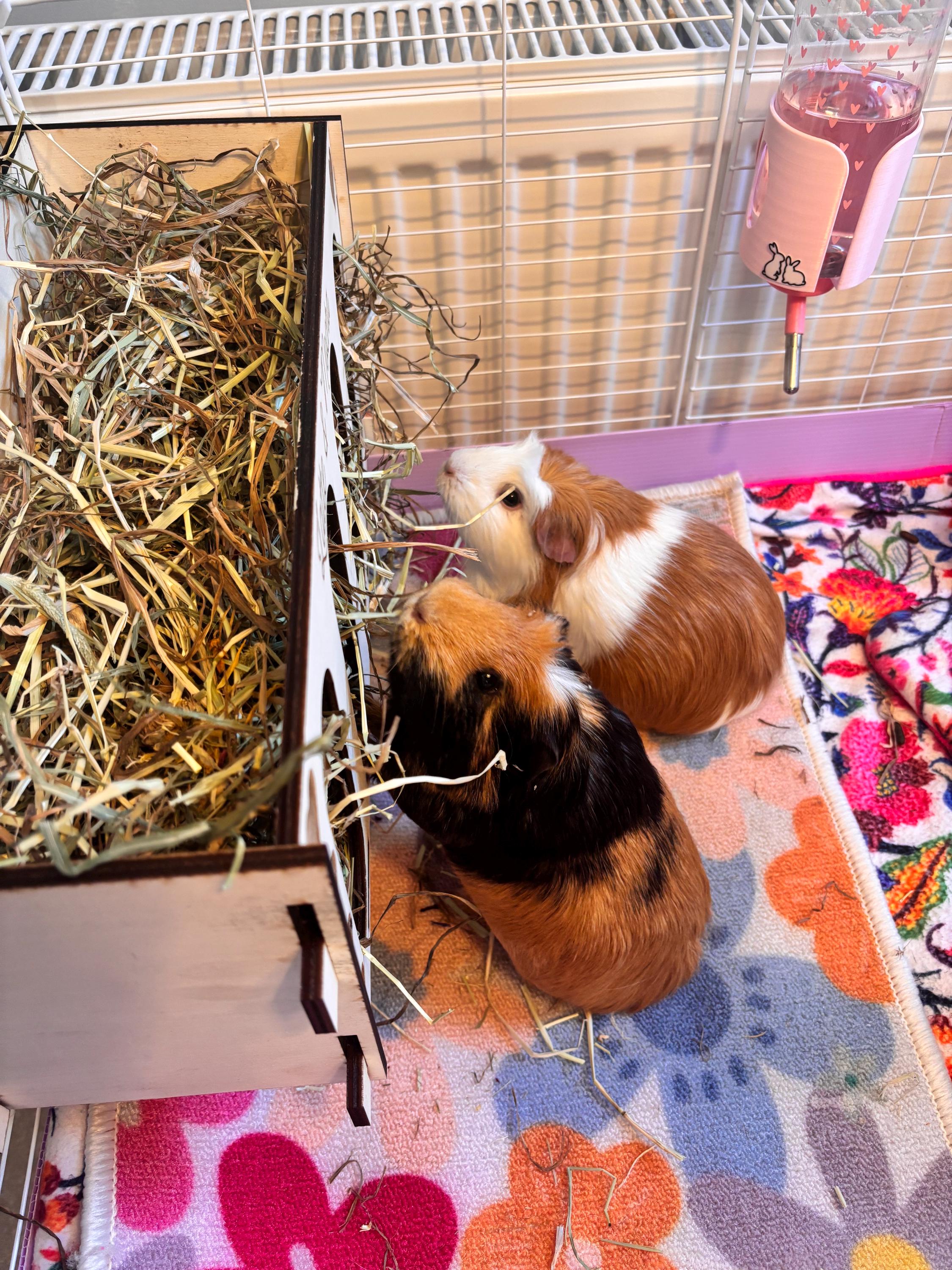 Rabbit and Guinea Pig Hay Feeder with Pets Names- Slot Together, Pet Safe Plywood